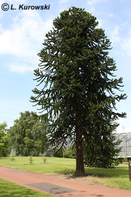 کاج مطبق - فضای باز